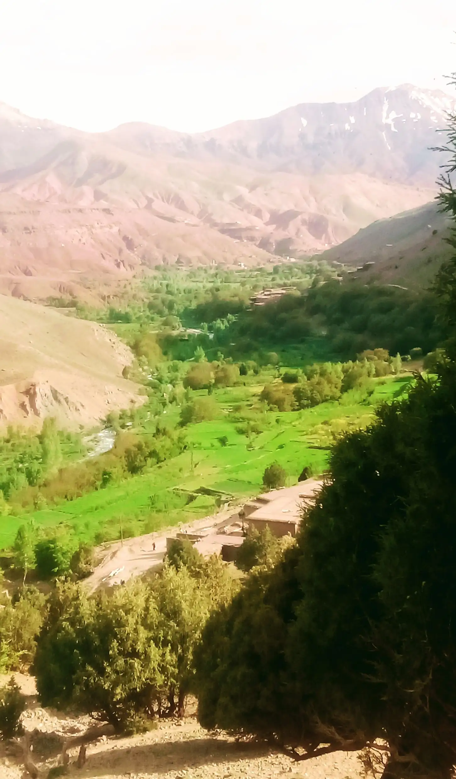 الطبيعة دواء النفس 